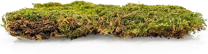 Preserved Sheet Moss in Natural Green | Decorative Real Natural Green DIY Kit Terrariums Gardenning Art Wall Decor Florist Decor Easter Table Decor Wedding - 2 Quart