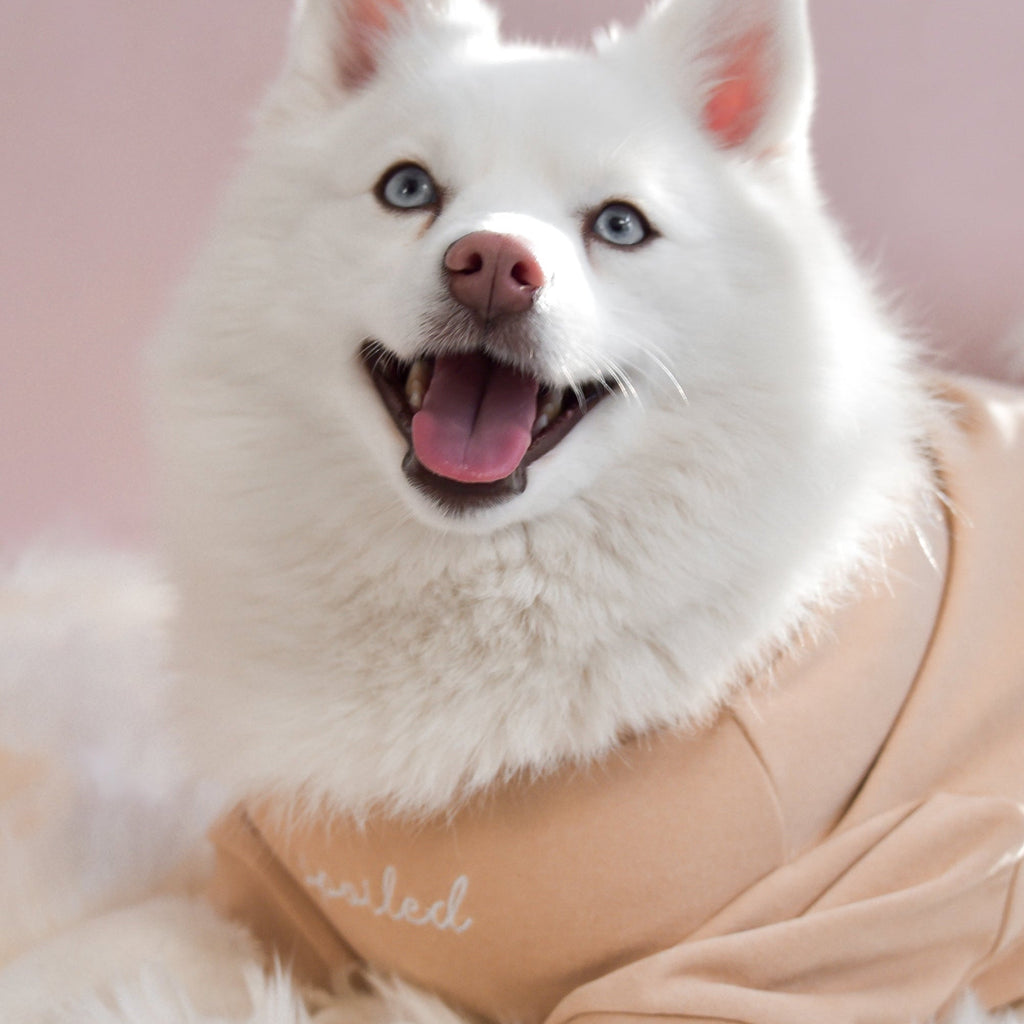 Spoiled Mock Neck Shirt - Latte