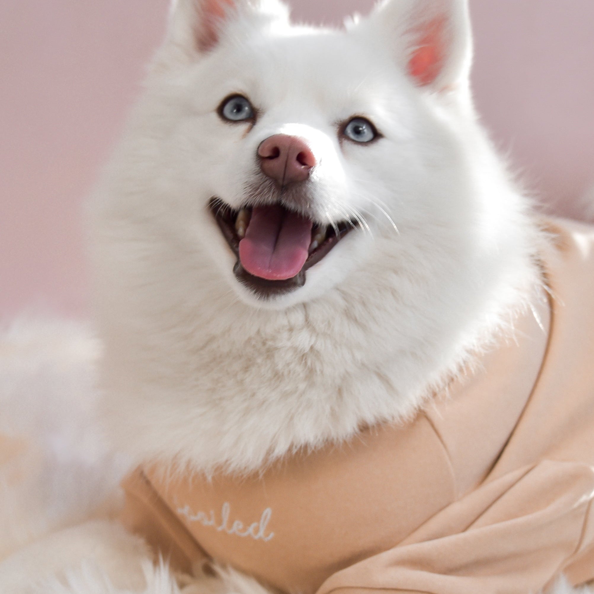 Spoiled Mock Neck Shirt - Latte