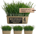 Organic Wheatgrass Premium Grow Kit 4 Pack | Whetagrass Juice | Catgrass | Non GMO Mixed Seeds | Wheatgrass Shot