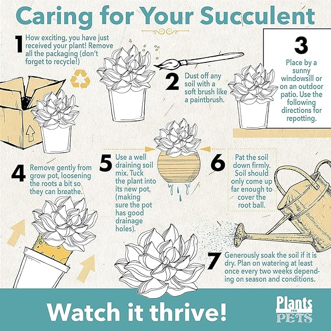 Succulents Plants Live (20PK) Potted Succulent Plants Live House Plants, Cactus Plants Live Plants Indoor Plants Live Houseplants, Indoor Plant Succulents Live Plant House Plant by Plants for Pets