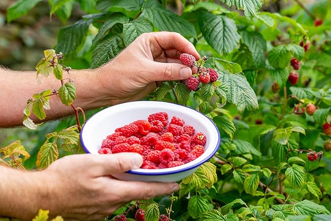 Premium Raspberry Potting Soil Mix - Optimal Blend for Thriving and Juicy Berries - 20 Quart