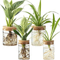 Glass Plant Propagation Stations for Plants – Set of 4(2 Large & 2 Small) Hydroponic Vases for Plant Cuttings,Flower Arrangements, Home & Office Decor–Desktop Vases for Living Room, Bedroom (4)