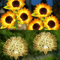2 Pack Sunflower Garden Lights + 2 Pack Aluminum Ball Garden Lights