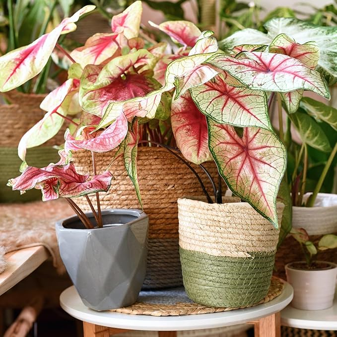 Caladium Plant Potting Soil - All-Natural Blend for Thriving Caladium Plants - Boosts Root Health and Foliage - 10 Quart