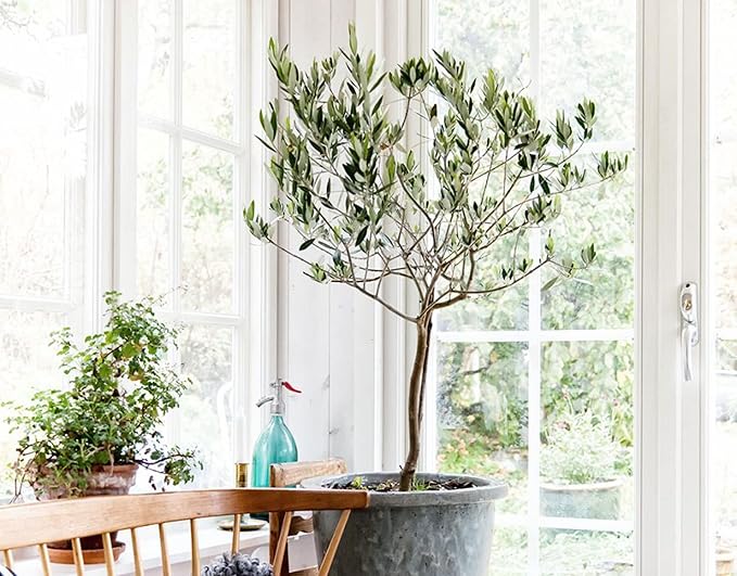 Olive Tree Premium Potting Mix - 10 Quart - Enhanced Growth and Nutrient Retention for Thriving Trees - (2 Bags of 5QT)