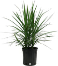 Costa Farms Dracaena Marginata Magenta Madagascar Dragon Tree Live Indoor Plant, 3 to 4-Feet Tall, Potted in Grower's Pot