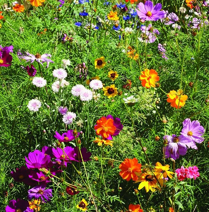 BENTLEY SEED CO. Oh Baby Seed Packets|Girl or Boy Baby Shower Favors for Guests | 25 Wildflower Seed Packets | Pre-Filled | Bouquet Wildflower Mix | Non-GMO Seeds | Gender Neutral | Eco-Friendly Gift
