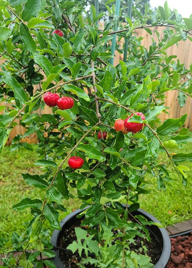 Barbados Cherry Plant Potting Soil - Enhance Fruiting and Health with Professional Grade Nutrient-Rich Mix - 3 Quart