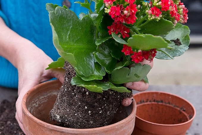 Kalanchoe Plant Premium Potting Mix - Unleash The Full Potential of Your Plants with The Best Mix Available - 5 Quart