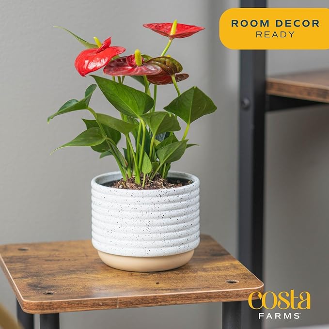 Costa Farms Anthurium, Live Indoor House Plant with Red Flowers, Easy Care Plant in Modern Plant Pot, 12-Inches Tall | Valentines Day Gift | Valentines Day Decoration