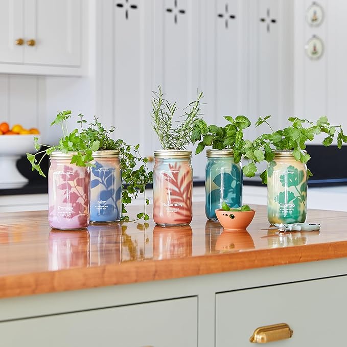Modern Sprout New & Improved Mason Jar Grow Set 6pk, Indoor Herb Garden, Seed Starter Set, Organic Seeds, Hydroponic Growing (Basil + Mint + Parsley + Cilantro + Rosemary+ Lavender)