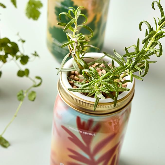 Modern Sprout Mason Garden Jar - Self-Watering Hydroponics Growing System Kit with Organic Herb Seeds - Jar Planter for Indoor Herb Garden - Seed Starter Kit - Home Decor & Gifting - Rosemary