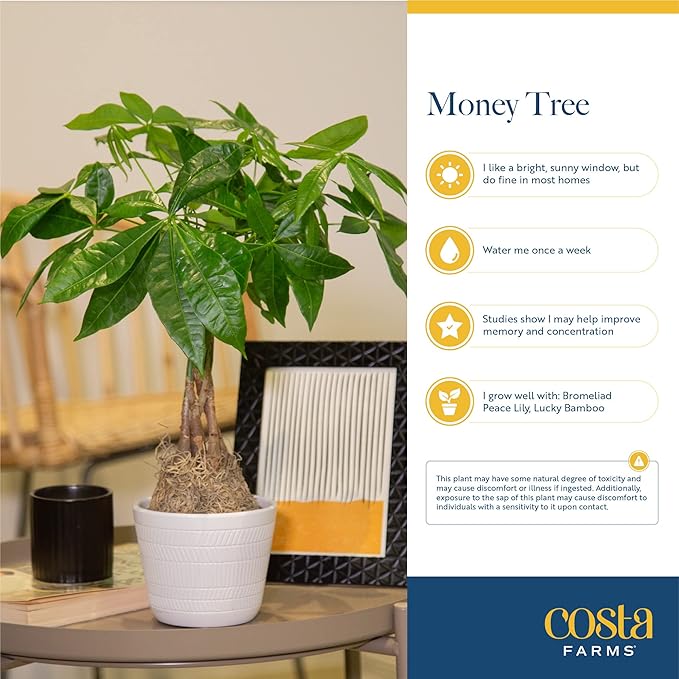 Costa Farms Money Tree Live Plants (2-Pack), Easy to Grow Houseplants in Indoor Garden Pot, Pachira Bonsai in Potting Soil, Birthday, Housewarming, Thank You Gift, Office and Home Decor, 3-4 Feet Tall