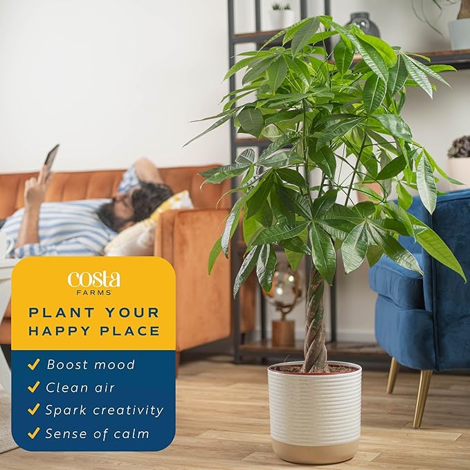 Costa Farms Money Tree Live Plants (2-Pack), Easy to Grow Houseplants in Indoor Garden Pot, Pachira Bonsai in Potting Soil, Birthday, Housewarming, Thank You Gift, Office and Home Decor, 3-4 Feet Tall
