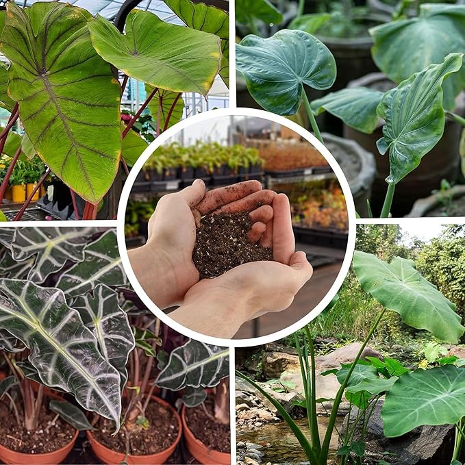 Alocasia Plant Potting Soil - All-Natural Blend for Thriving Alocasia Plants - Boosts Root Health and Distinctive Foliage - 10 Quart