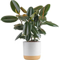 Costa Farms Burgundy Rubber Plant, Live Indoor Ficus Elastica Tree, Live Indoors Houseplant in Décor Planter Pot, Potting Soil Mix, Gift for Housewarming New House, Home or Office Decor, 2-3 Feet Tall