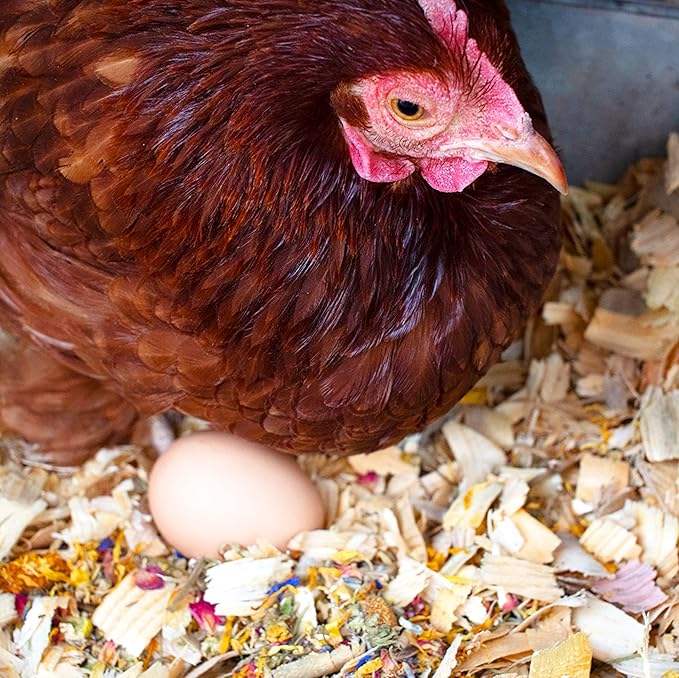 Pampered Chicken Mama Best Eggs Ever! Nesting Herbs for Chickens (2 Pounds Total) for Chicken Nesting Boxes Calcium Supplement for Chickens | Chicken Feed Supplies, Hen Treats for Coops (2 Bags)