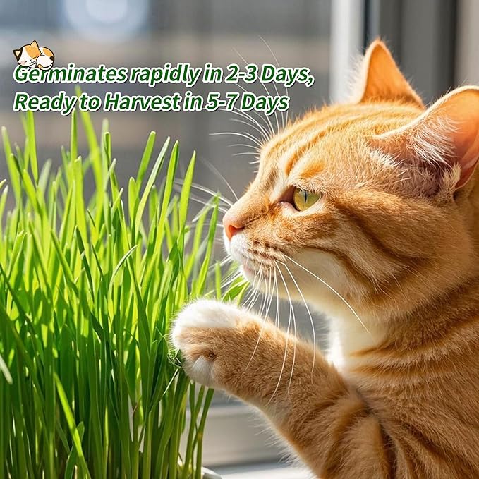 Ceramic Pot Cat Grass for Indoor Cats with Organic Cat Grass Seed Mix – Safe Pet Grass for Cats and Small Pets | Easy-to-Grow Indoor Garden for Pet Digestion (White)