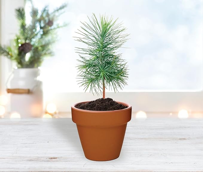 BUZZY Seeds Spruce Terracotta Mini Grow Pots | Tree Starter Kit for Kids & Adults | Bulk 20-Pack | Guaranteed to Grow | Best Indoor Grow Your Own Gardening Gift | Craft & Classroom Projects