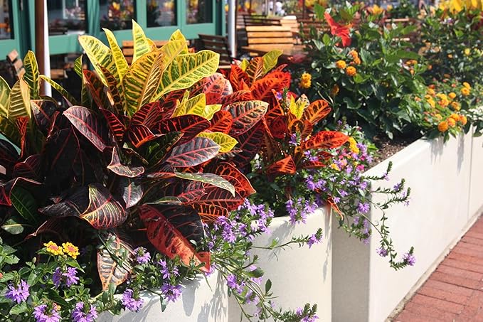 Organic Assorted Foliage Soil Mix by Gardenera - Specially Formulated for Nurturing Varied Foliage Displays - 2 Quart