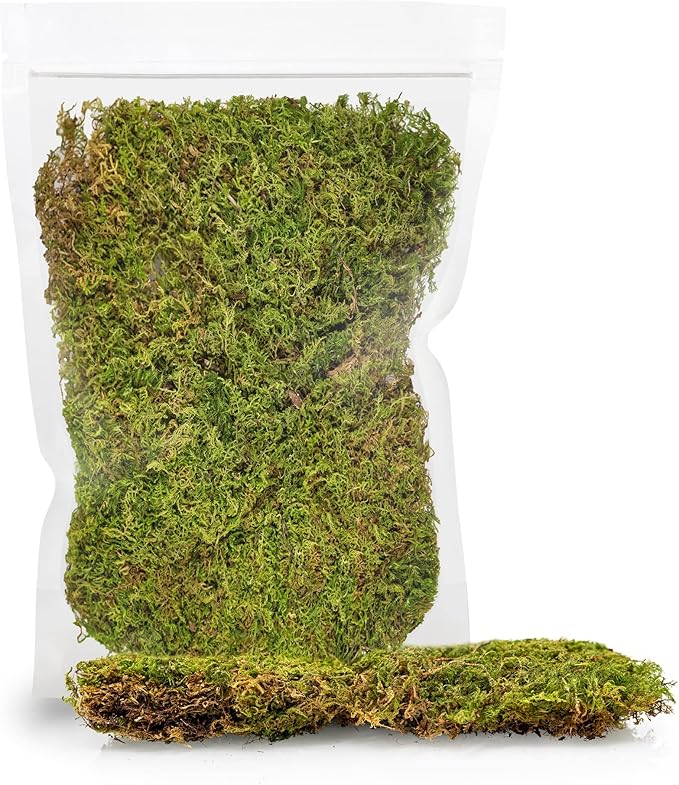Preserved Sheet Moss in Natural Green | Decorative Real Natural Green DIY Kit Terrariums Gardenning Art Wall Decor Florist Decor Easter Table Decor Wedding - 2 Quart