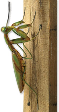 Bits and Pieces - Praying Mantis Tree Hanger - Yard Decorations - Whimsical Tree Sculpture - Outdoor Garden Peeker Tree Hugger Yard Art - 12"x 5"x 3½"