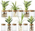 Glass Plant Propagation Stations for Plants – Set of 4(6 Large & 6 Small) Hydroponic Vases for Plant Cuttings,Flower Arrangements, Home & Office Decor–Desktop Vases for Living Room, Bedroom (12)