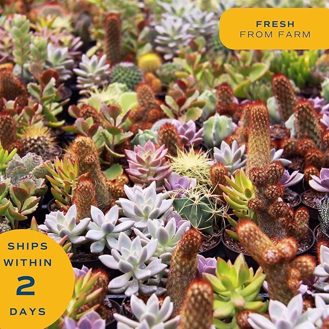 Costa Farms Echeveria, Mini Succulent Plant in Best Mom Ever Wood Decor Planter, Live Indoor Houseplant in Cute Cactus Decor, Great Mother's Day Gift