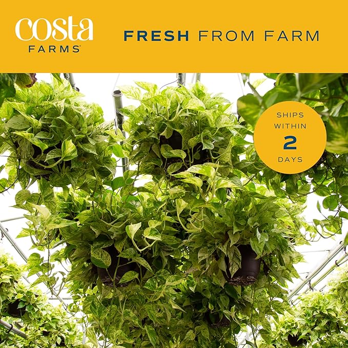 Costa Farms Live Pothos Plant, Easy to Grow Vining Houseplant in Cute Décor Planter, Housewarming Gift, Room Decor, 10-12 Inches Tall | Valentines Day Gift | Valentines Day Decoration