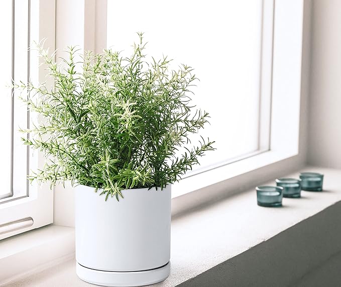 D'vine Dev Set of 2 Plants Pots, 8 Inch Ceramic Planter Pot for Plants with Drainage Hole and Saucer, White, 94-V-D-1