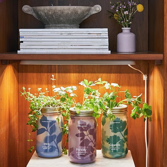 Modern Sprout Mason Garden Jar - Self-Watering Hydroponics Growing System Kit with Organic Herb Seeds - Jar Planter for Indoor Herb Garden - Seed Starter Kit - Home Decor & Gifting - Parsley