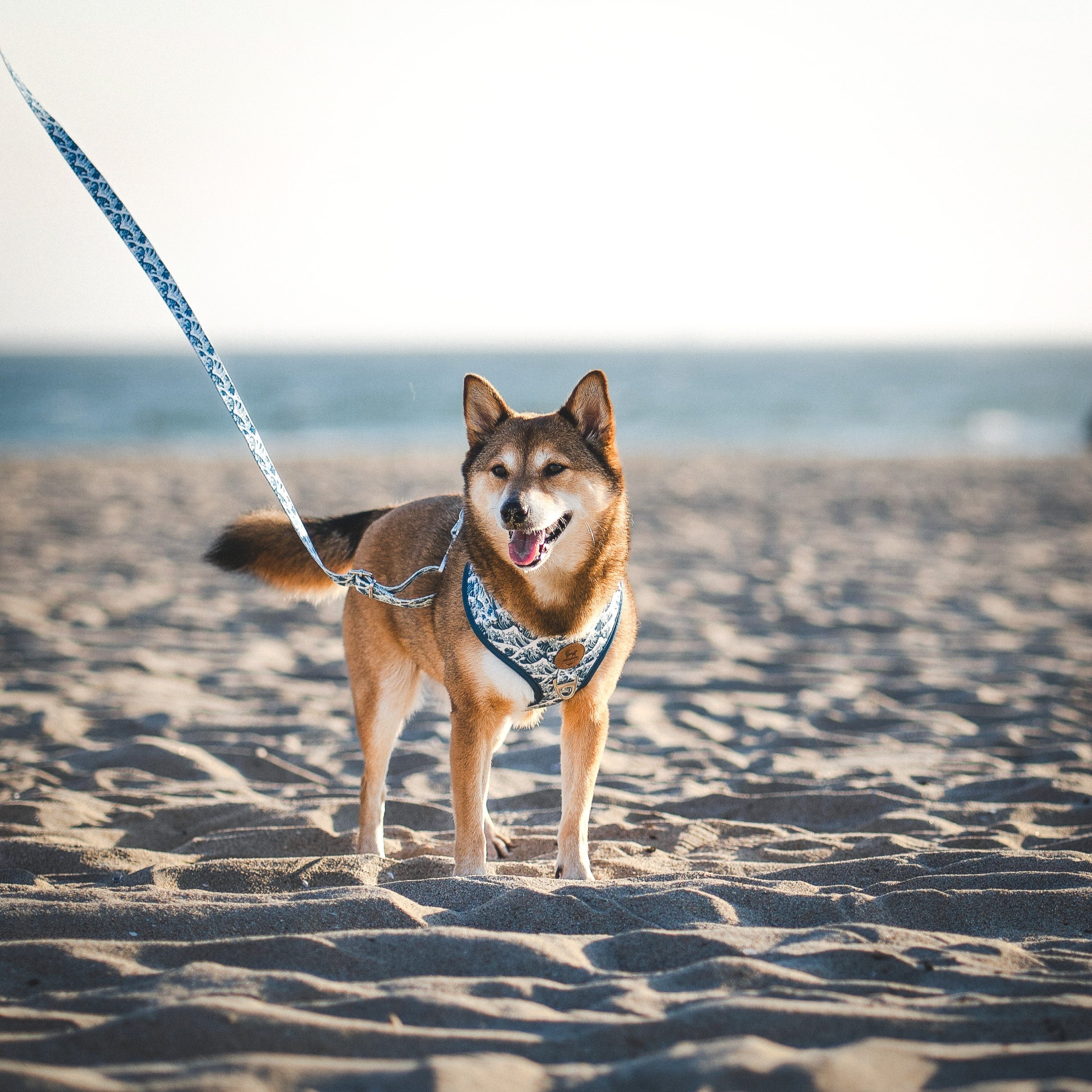 Great Wave Leash