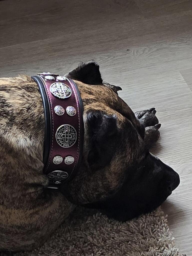The "Hektor" Burgundy Collar LIMITED