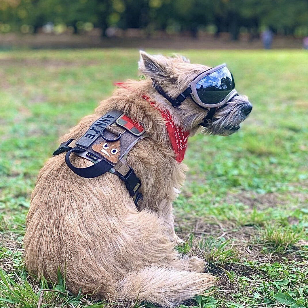 K9R - M1 LightSpeed Harness