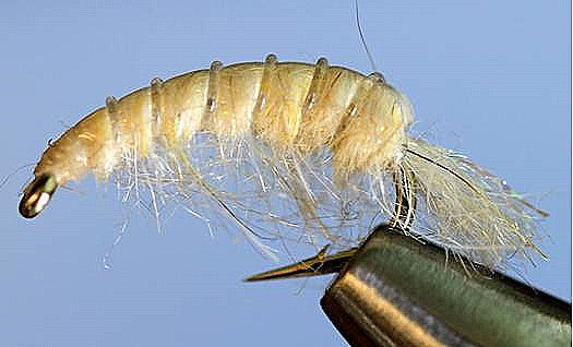Molting Scuds