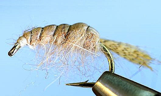 Molting Scuds