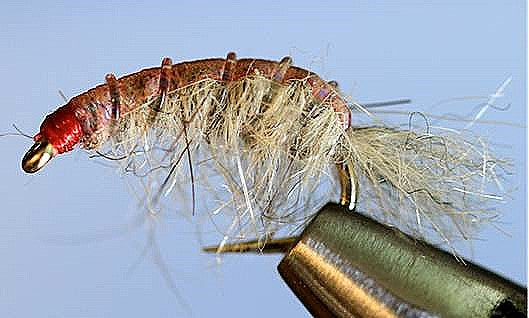 Molting Scuds