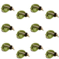 Bead Head LaFontaine Olive Deep Sparkle Caddis Pupa - 1 Dozen Flies Hook Size 14