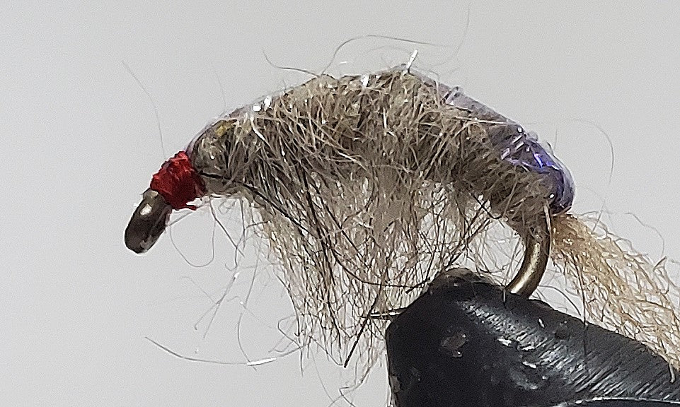 Molting Scuds