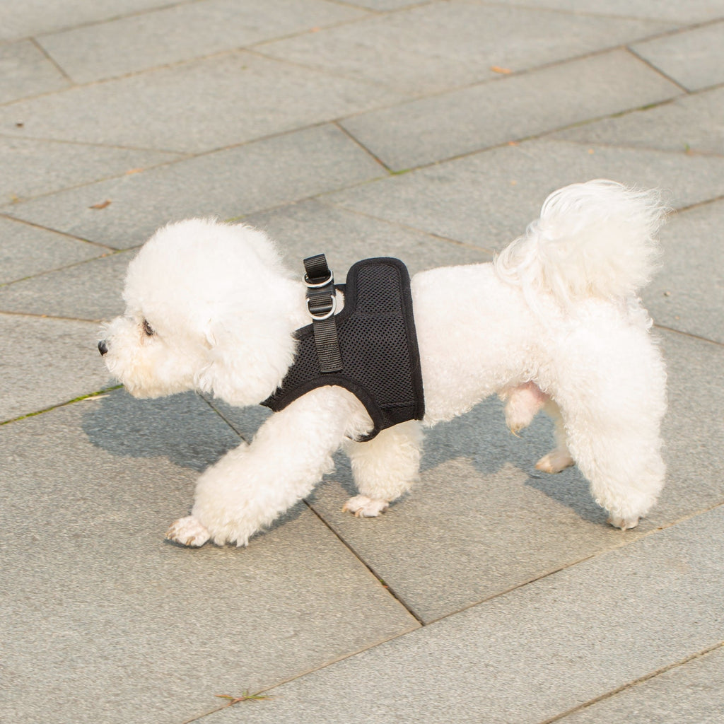 Mr. Peanut's PupTrek Soft Mesh Pet Harness with Matching Leash – Adjustable, Breathable, Choke-Free