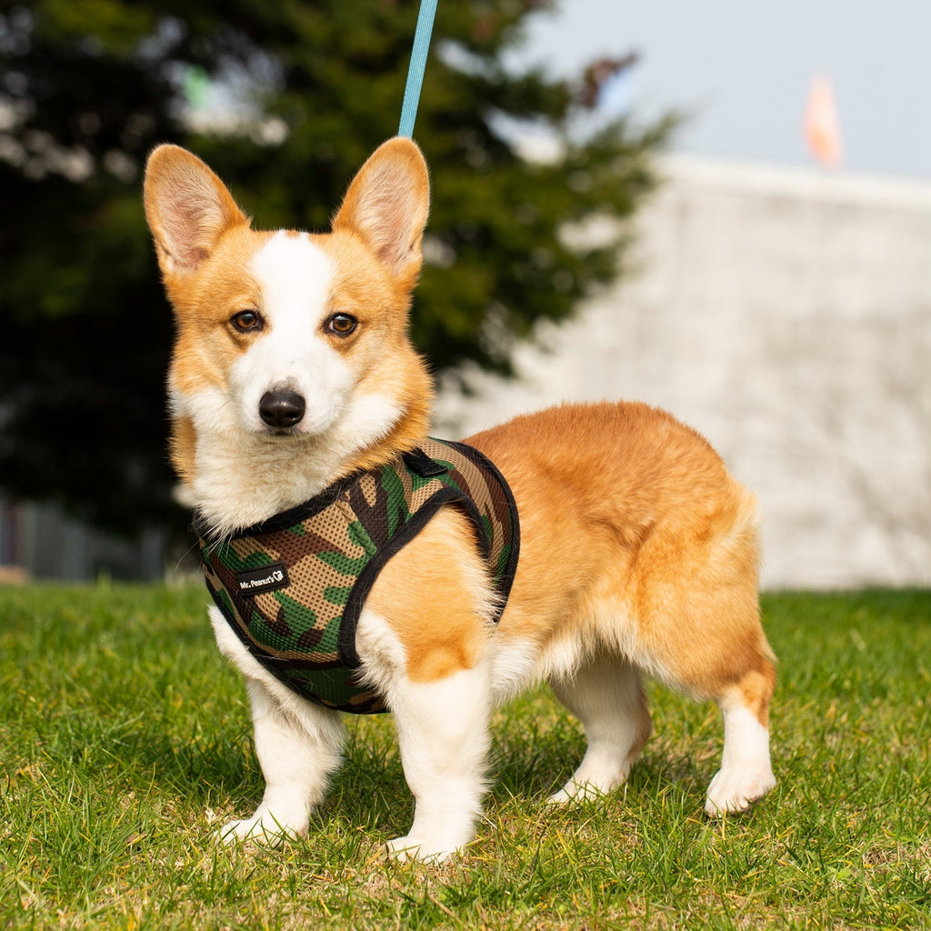 Mr. Peanut's PupTrek Soft Mesh Pet Harness with Matching Leash – Adjustable, Breathable, Choke-Free