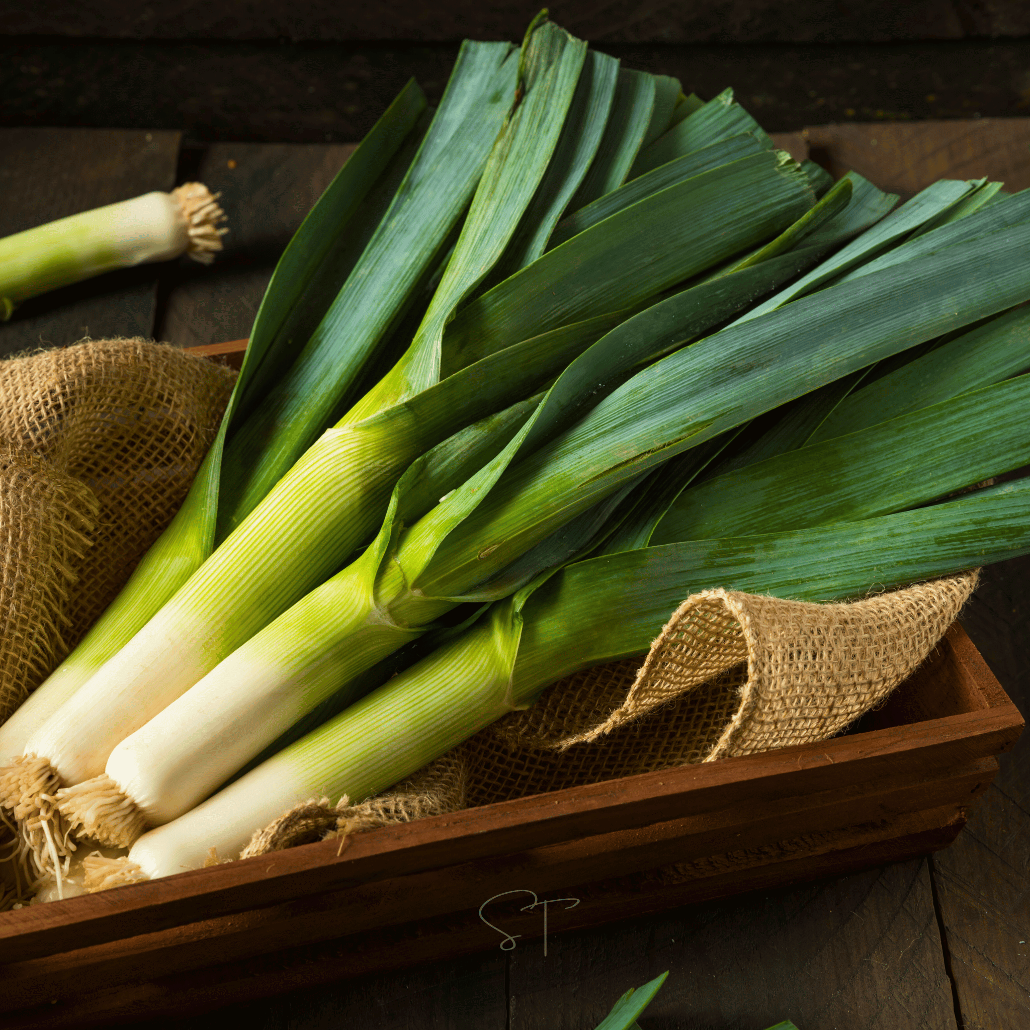 American Flag Leek – 200 Seeds