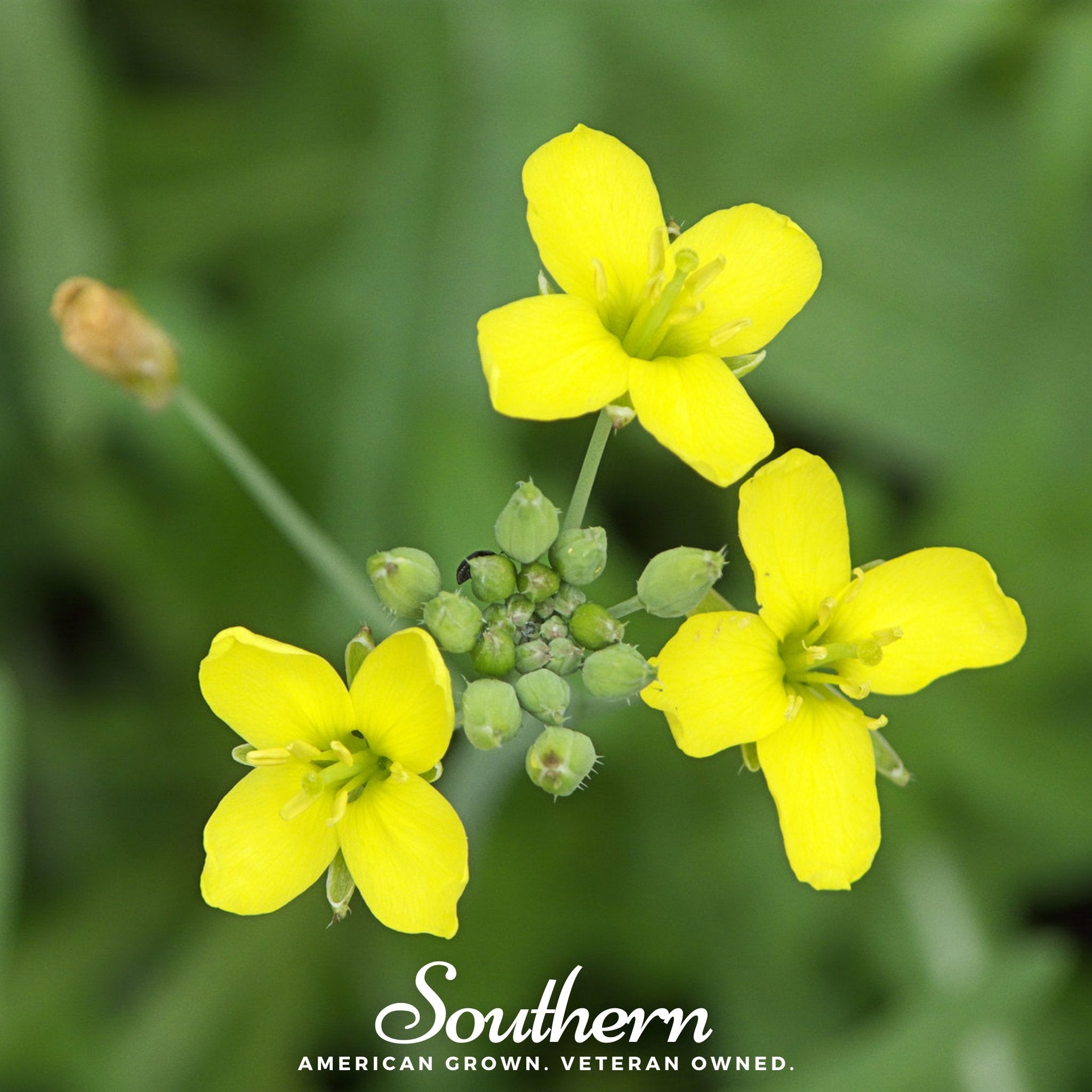 Wild Arugula – 500 Seeds