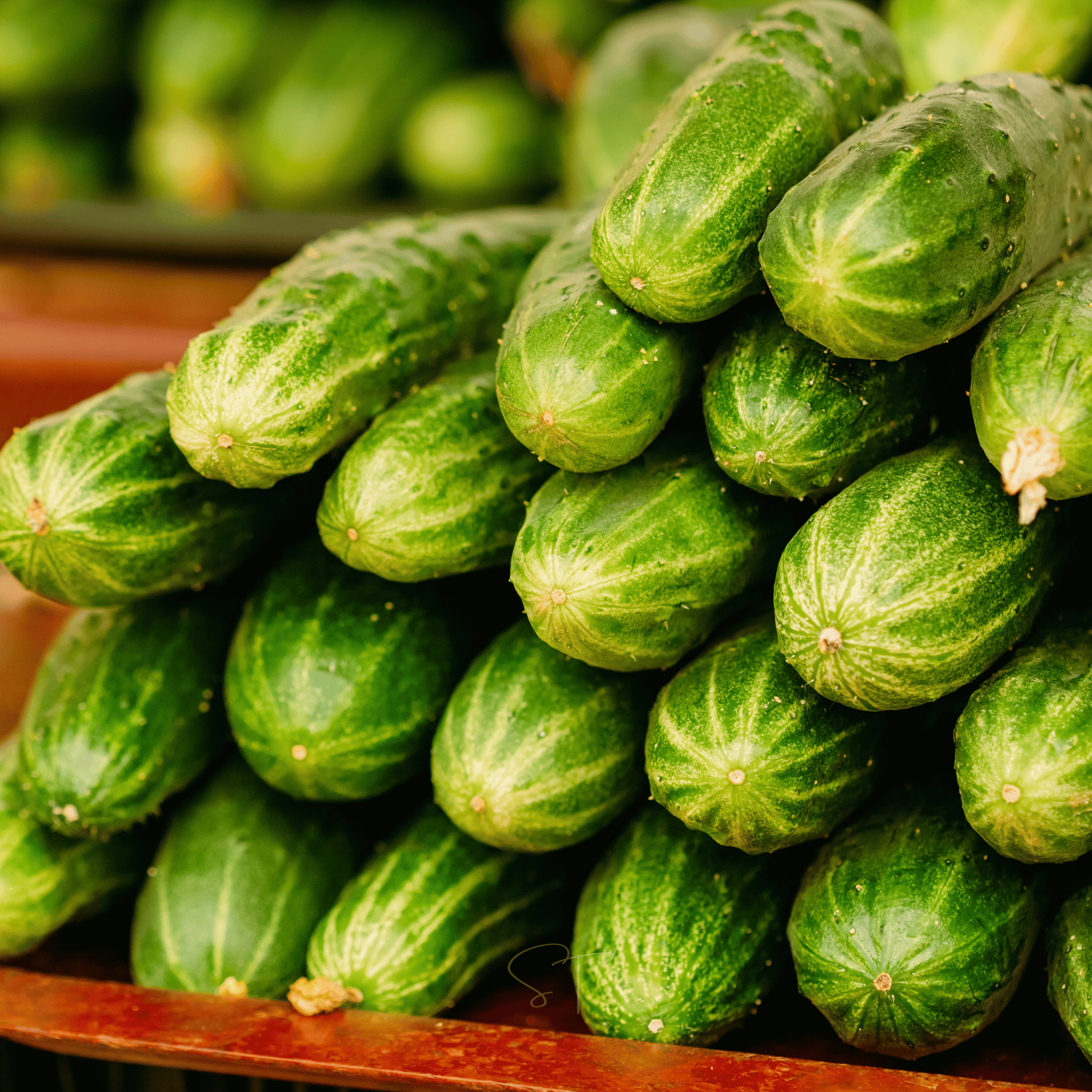 Ashley Cucumber – 30 Seeds