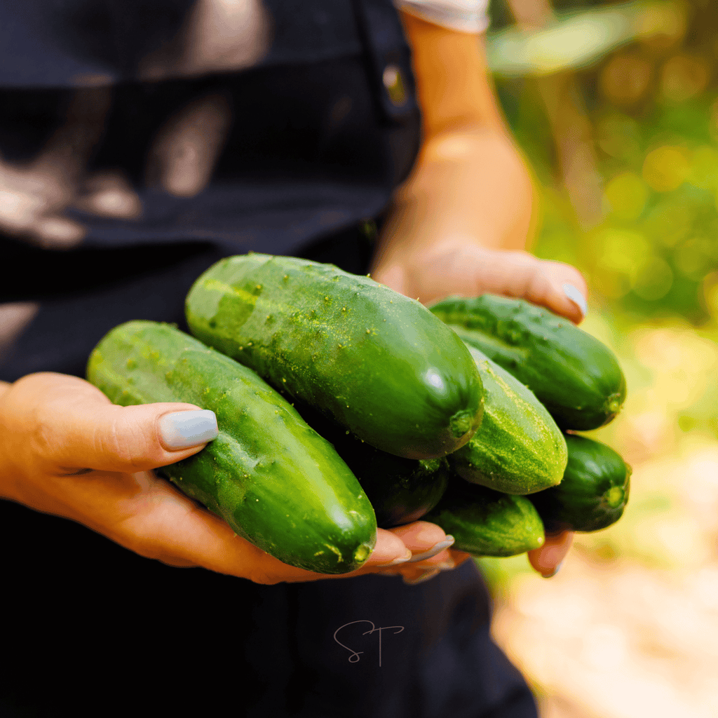 Ashley Cucumber – 30 Seeds