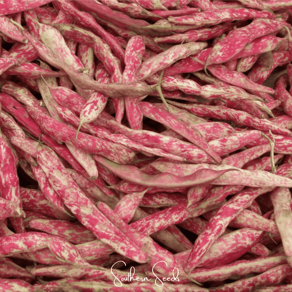 Bean, French Horticulture (Bush) – 30 Seeds