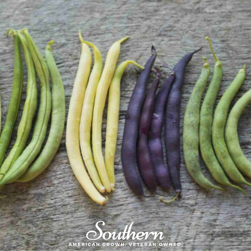 Multicolored Mix Lima Bean (Pole) – 30 Seeds