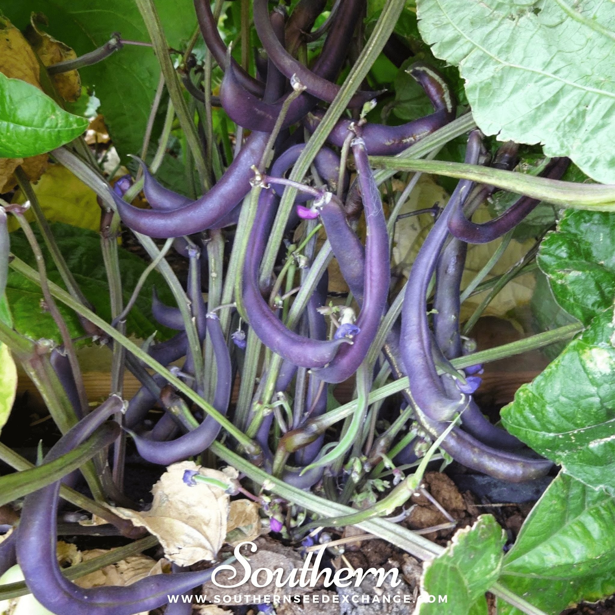 Royal Burgundy Bean (Bush) – 50 Seeds