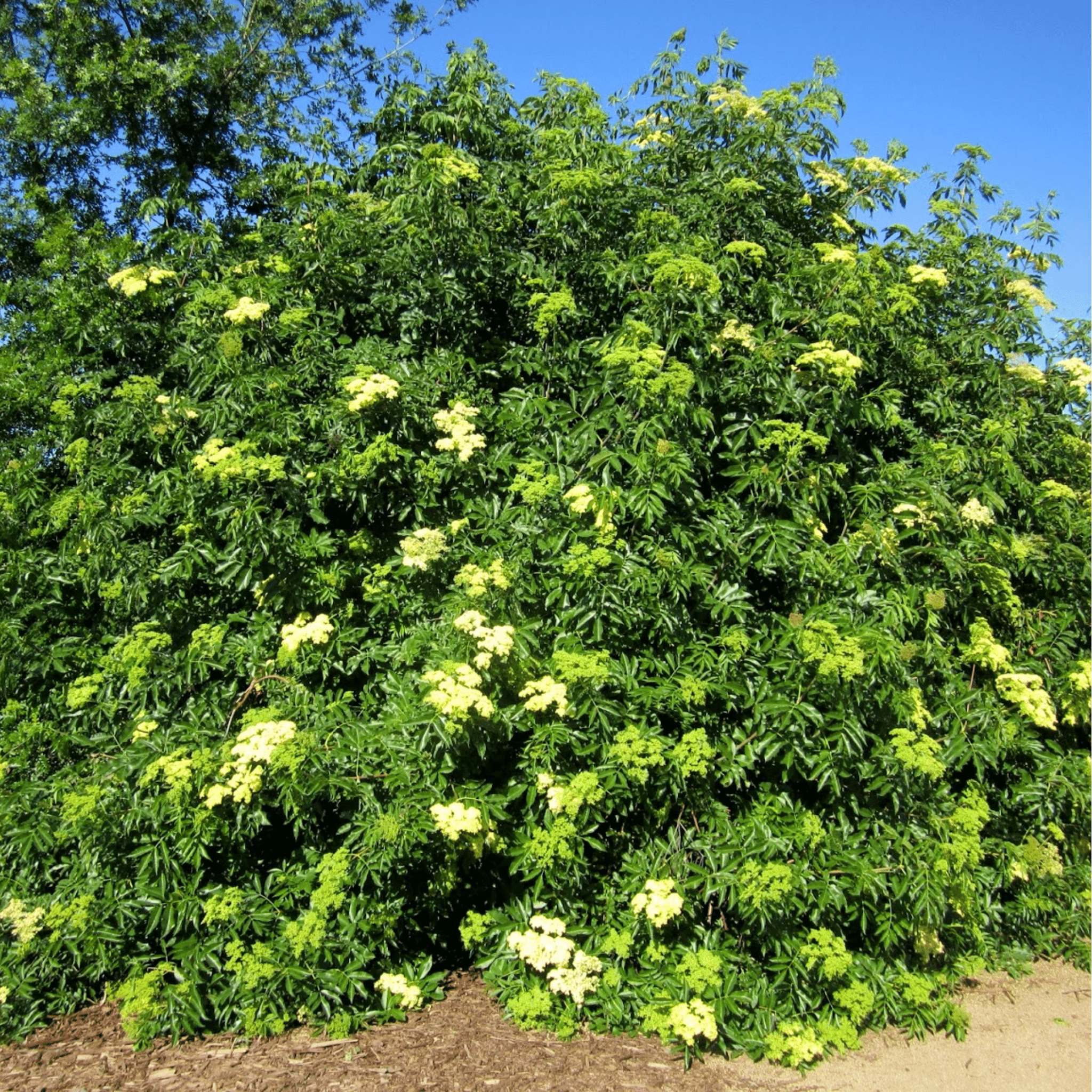 Blue Elderberry – 50 Seeds
